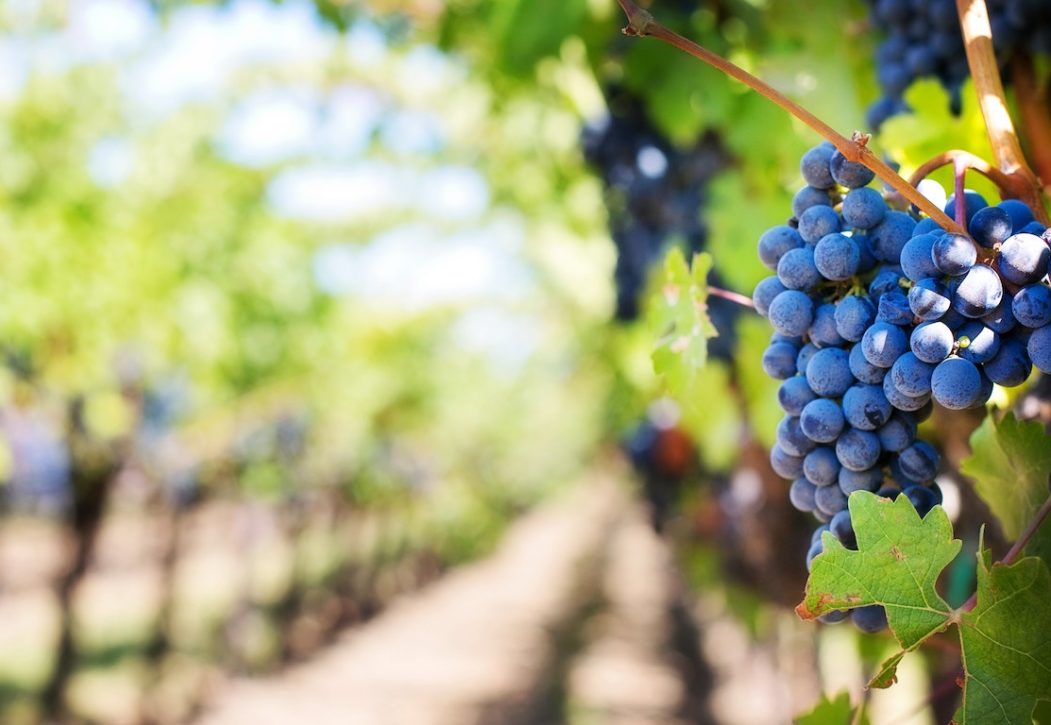 Goût & Région an den Neuenburger Winzerfesten