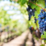 Goût & Région an den Neuenburger Winzerfesten
