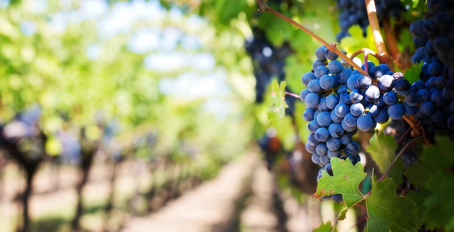 Goût & Région an den Neuenburger Winzerfesten