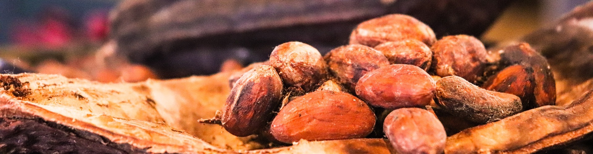 Kakaobohnen in der Chocolaterie Seydoux Kakaobohnen in der Chocolaterie Seydoux, Noiraigue, Val-de-Travers