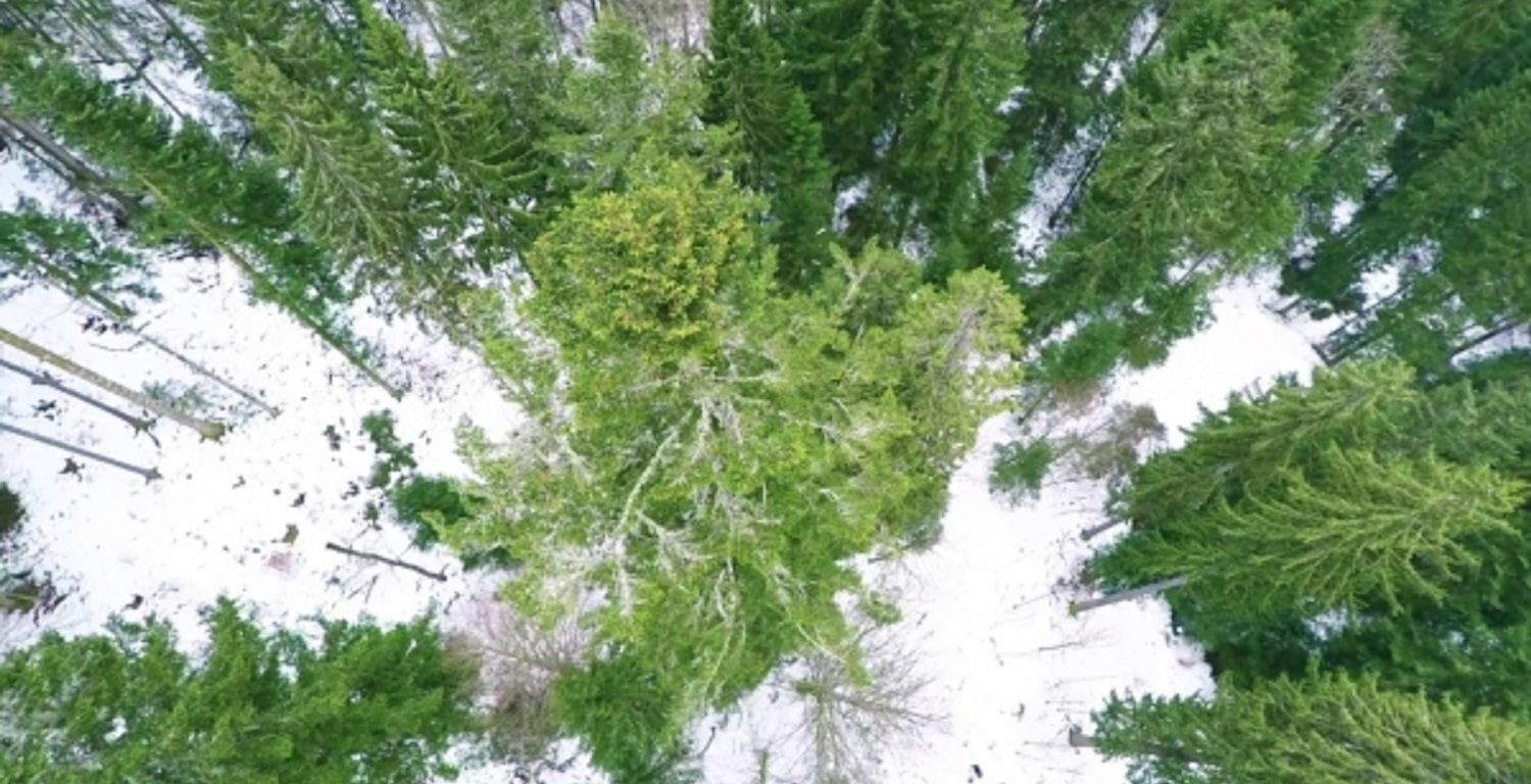 Découvrez le Sapin Président de Couvet autrement